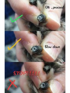 How to Cut a Dog's Nails | Burke Animal Clinic
