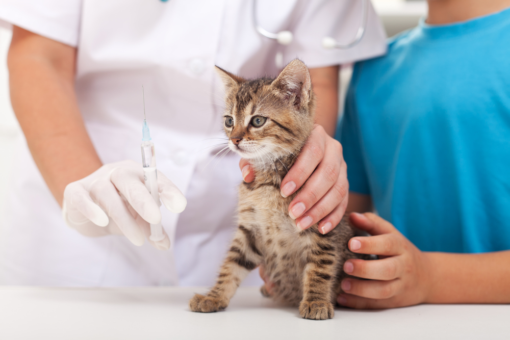 how much does it cost to vaccinate a kitten