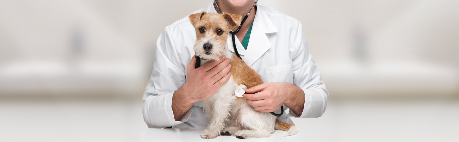Conditions We Treat | Burke Animal Clinic
